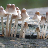 P1120179a fungi